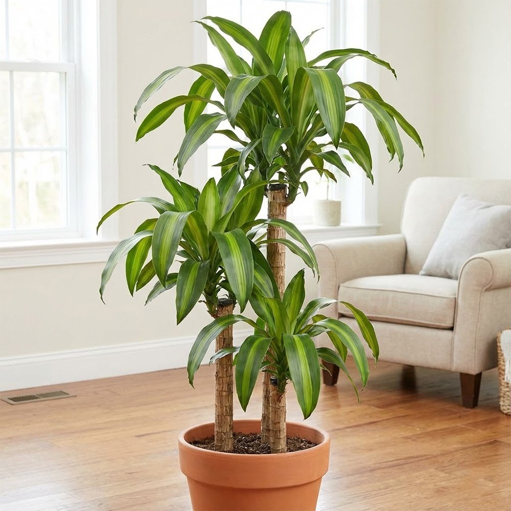 Dracaena Plant